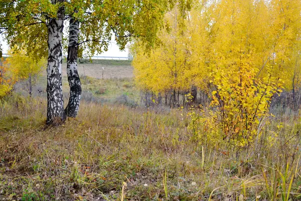 Naturaleza Altaya agrada artista del ojo —  Fotos de Stock