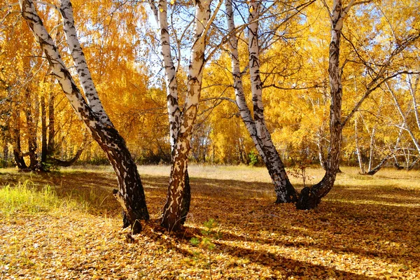 Natur Altaya gefällt Augenkünstler — Stockfoto