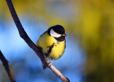 Vorobiinye kuşlar bozkırlarında