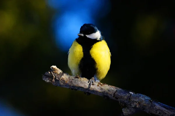 Steppes d'oiseaux Vorobiinye — Photo