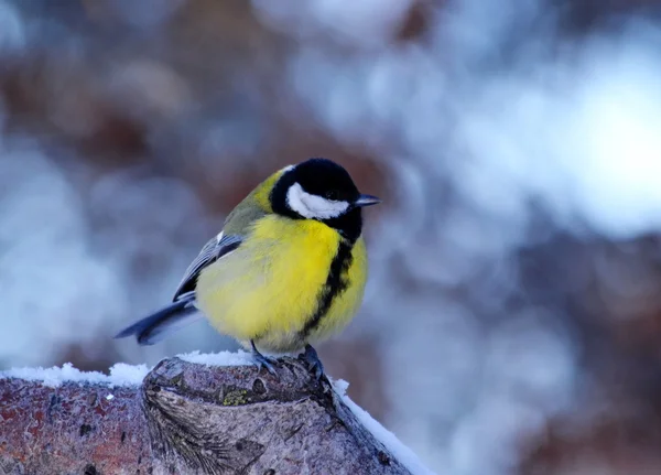 Estepes de aves Vorobiinye — Fotografia de Stock