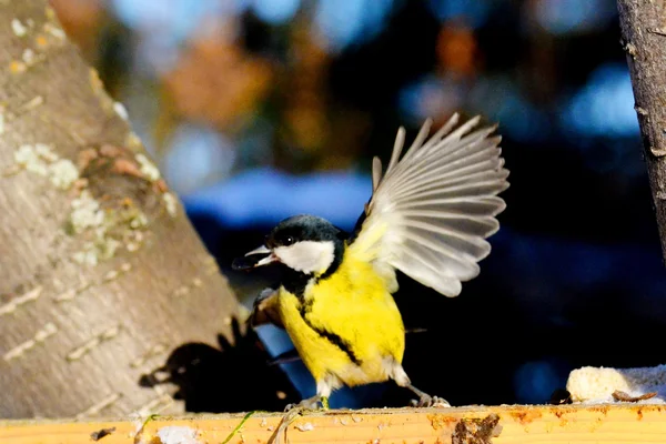 Vorobiinye fåglar stäpperna — Stockfoto