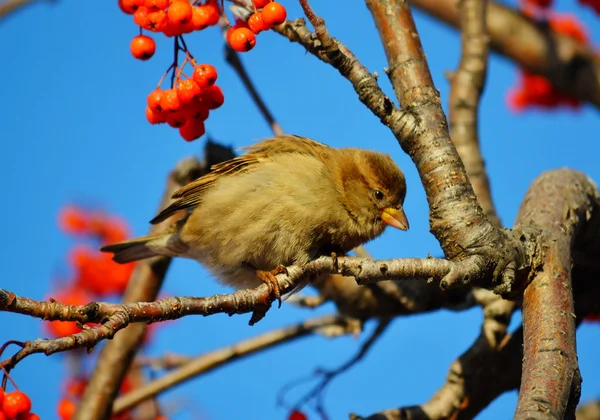 Vorobiinye ptaki stepy — Zdjęcie stockowe