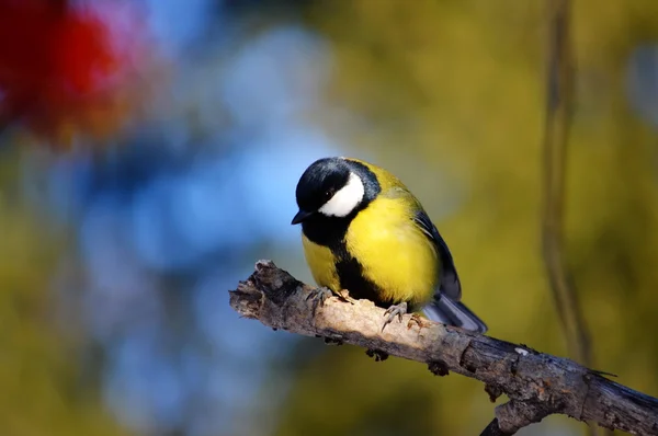 Vorobiinye birds  steppes — Stock Photo, Image