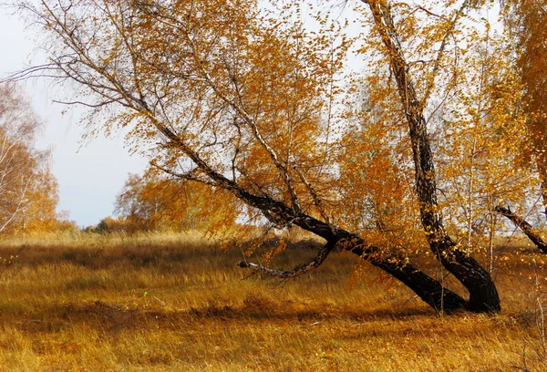 Doğa Altaya göz sanatçı mutlu — Stok fotoğraf