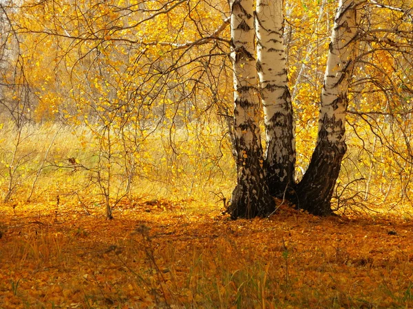 Természet Altaya tetszik szem művész — Stock Fotó