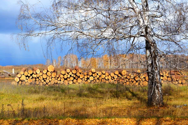 Natureza Altaya agrada — Fotografia de Stock