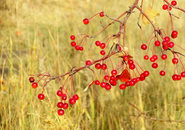 Altaya gefällt die Natur — Stockfoto