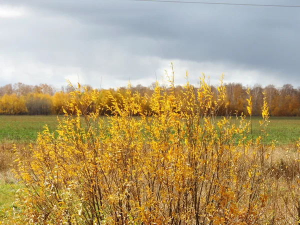 Радує природи Altaya — стокове фото