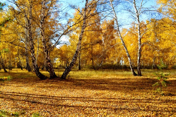 Natur behagar ögat — Stockfoto