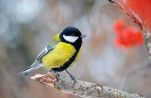 Small birds steppes — Stock Photo, Image