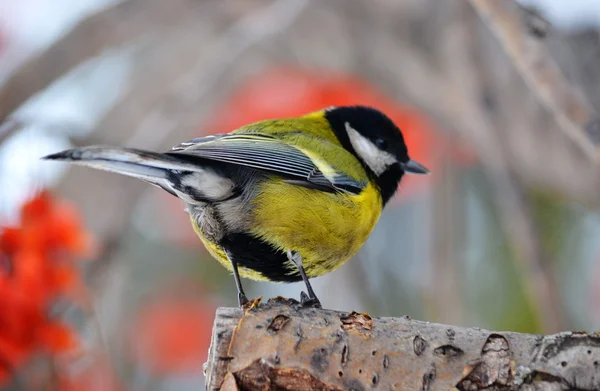 Степи малых птиц — стоковое фото