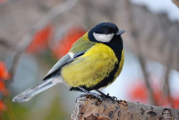 Steppes de petits oiseaux — Photo