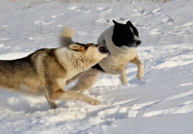 Ev hayvanları kişi