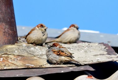 bozkırlarında kuşların