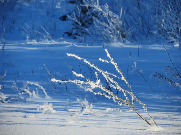 自然 Altaya は、目を喜ばす — ストック写真