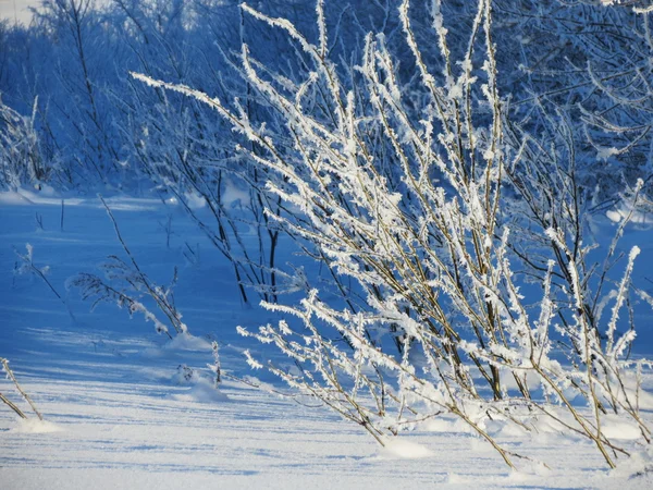 Natura Altaya cieszy oko — Zdjęcie stockowe