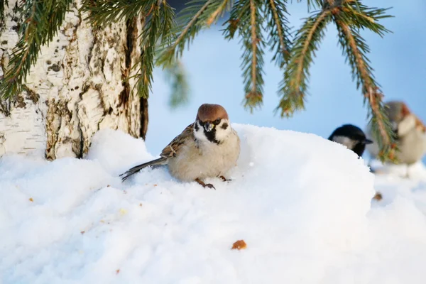 Vogels van de steppes — Stockfoto