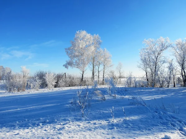 Природа Альтаї радує око — стокове фото