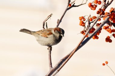 bozkırlarında kuşların