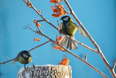 bozkırlarında kuşların