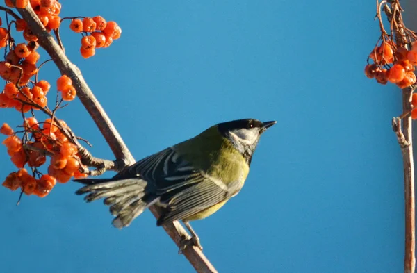 Oiseaux des steppes — Photo