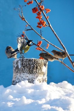 bozkırlarında kuşların