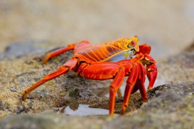 Sally lightfoot crab on Chinese Hat island, Galapagos National P clipart