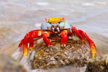 Sally lightfoot Yengeç Çin şapka Adası Galapagos Ulusal P
