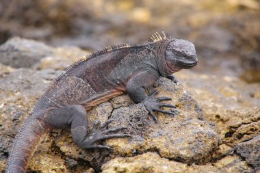 Çince Hat Island, Galapagos Milli Parkı, Ec üzerinde deniz Iguana