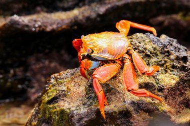 Sally lightfoot Yengeç Çin şapka adada, Galapagos Na besleme
