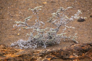 Bartolome Adası Galapagos Ulusal büyüyen gri matplant 