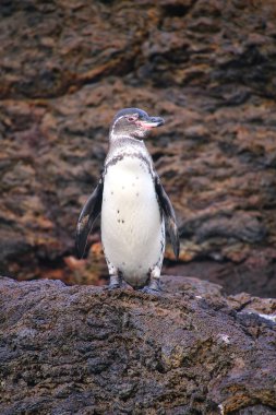 Galapagos penguen ayakta buzlu, Bartolome Adası, Galapagos