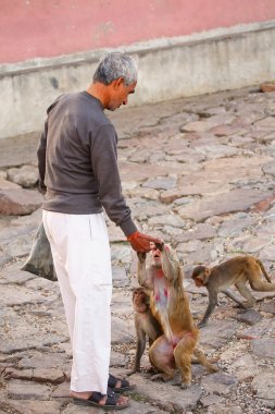 Jaipur Galta Tapınağı yakınlarındaki yerel adam besleniyor, Rajastha