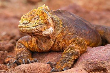 Galapagos arazi Iguana Adası Kuzey Seymour Galapagos Nationa