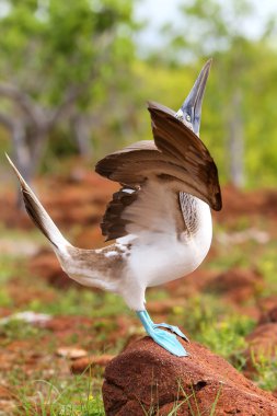 Male Blue-footed Booby displaying on North Seymour Island, Galap clipart