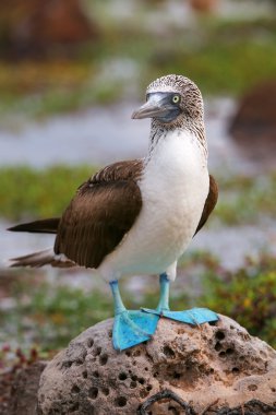 Blue-footed Booby on North Seymour Island, Galapagos National Pa clipart