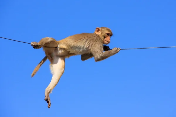 Rhesus macaque playing on a wire near Galta Temple in Jaipur, Ra