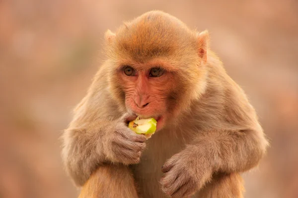 Retrato de Rhesus macaque comer — Fotografia de Stock