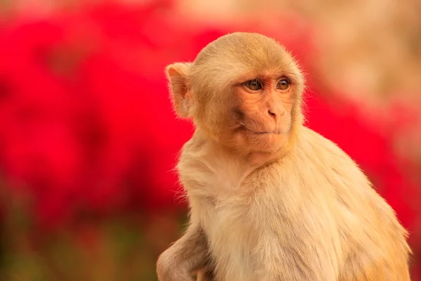 Retrato de Rhesus macaque (Macaca mulatta) — Foto de Stock