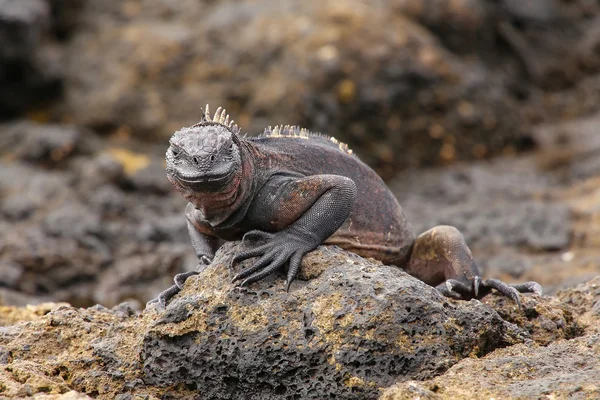 Leguán mořský na čínský klobouk ostrov, Galapagos národní Park, ES — Stock fotografie