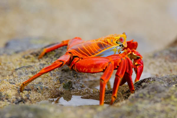 Sally lightfoot crab on Chinese Hat island, Galapagos National P — Stock Photo, Image