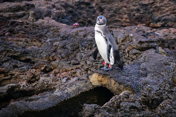 Pingüino de Galápagos parado en la cima del tubo de lava en Bartolomé — Foto de Stock