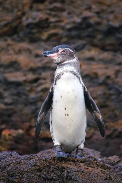 Galapagos Penguin stojící na skále, Bartolome island, Galapágy — Stock fotografie