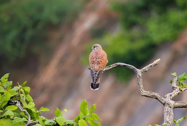Cernícalo común sentado en un árbol . — Foto de Stock