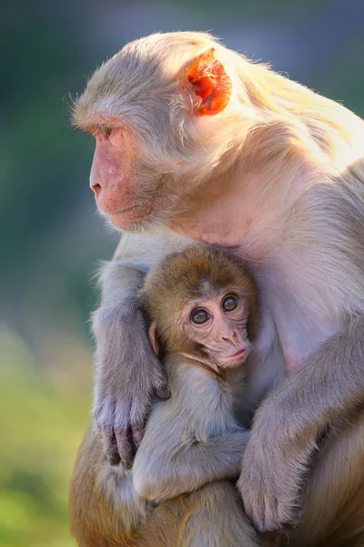 Makak rhesus s dítětem poblíž Galta chrám v Jaipur, — Stock fotografie