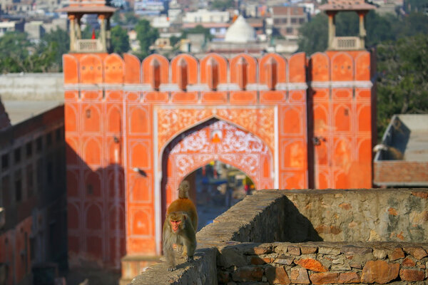 Rhesus macaque (Macacaca mulatta), прогуливающийся по стене возле Сурадж-Пола
