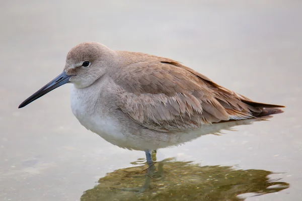 Willet (Tringa semipalmata) — Stock Photo, Image