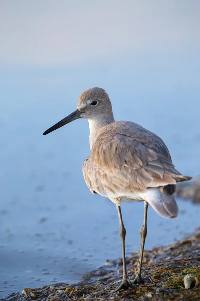 Willet (Tringa semipalmata) ) — Photo