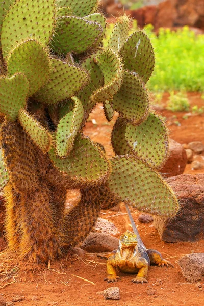 Galapágy země Iguana sedí pod kaktusy na severní Seymour isla — Stock fotografie